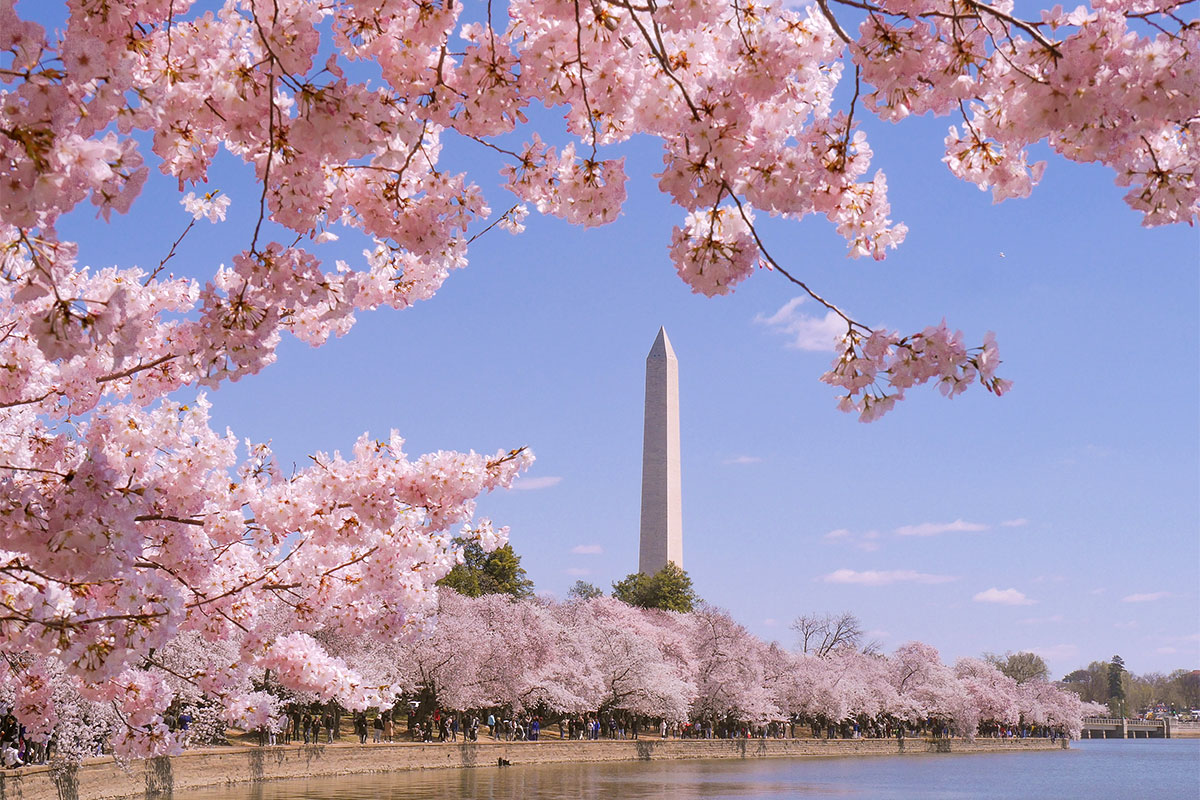 Washington Dc Cherry Blossom 2024 Estell Pamelina